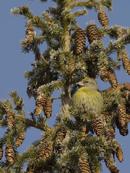 Pikkukäpylintu, Red Crossbill, Loxia curvirostra